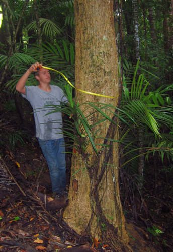 Tree Measurement